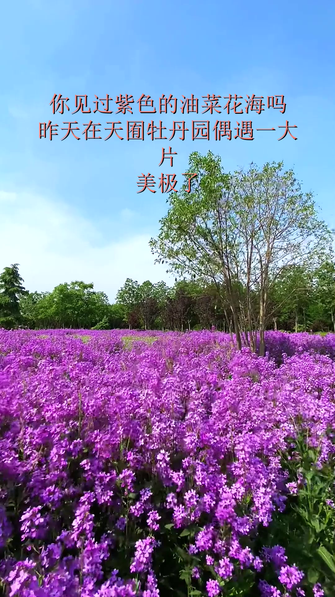 你见过紫色的油菜花海吗?昨天在天囿牡丹园偶遇一大片,美极了