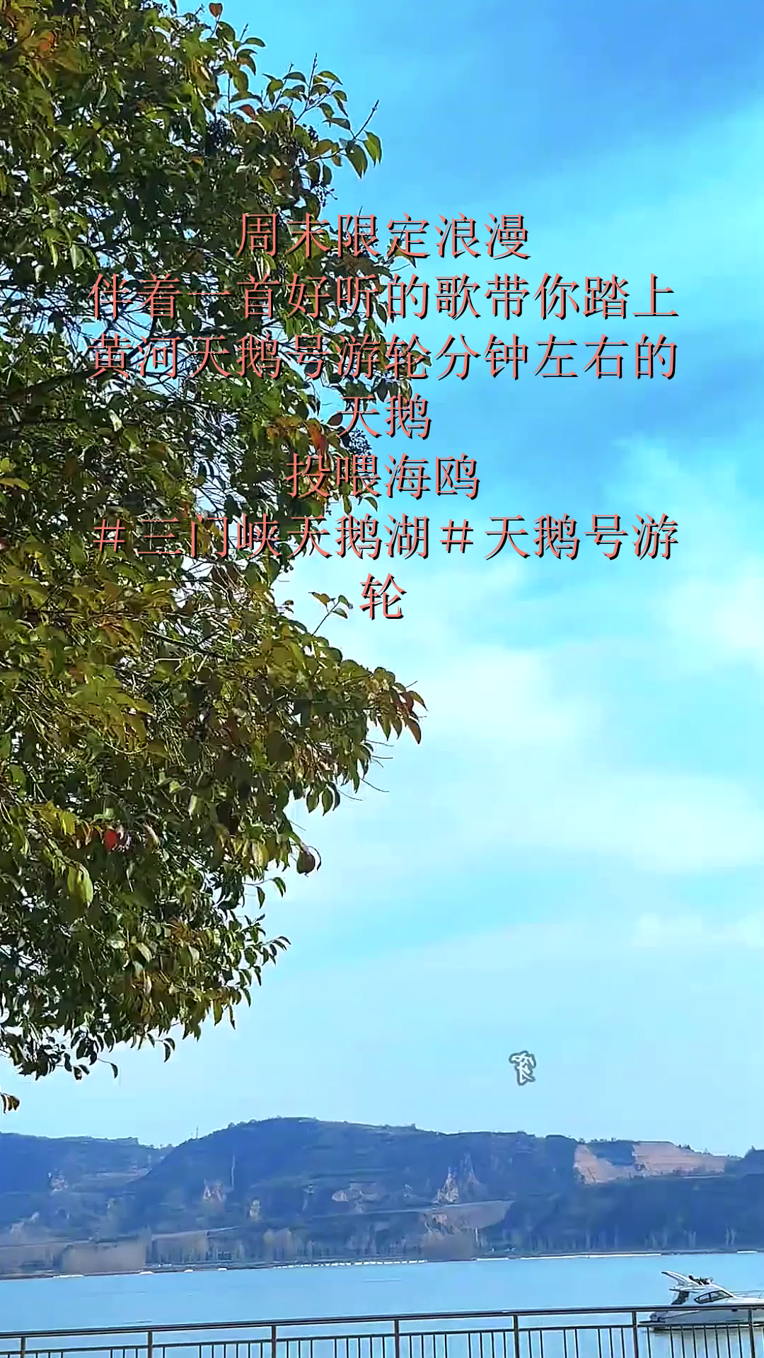 周末限定浪漫!伴着一首好听的歌带你踏上黄河天鹅号游轮分钟左右的天鹅,投喂海鸥!#三门峡天鹅