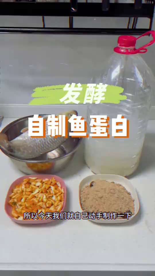 捡来一条大鲤鱼用来自制鱼蛋白,测试一下埋鱼跟鱼蛋白的肥力区别