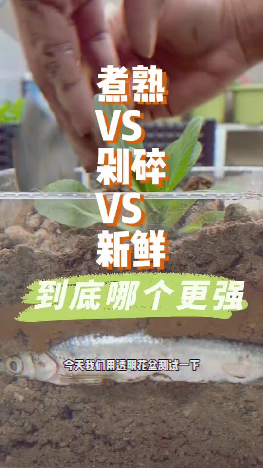 用透明花盆测试煮熟剁碎和新鲜鱼埋鱼里种菜效果