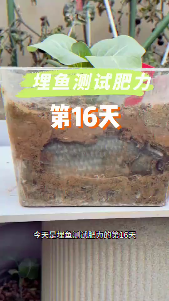 埋鱼跟埋鱼肠测试肥力,没有臭味也没有出现虫,青菜狂涨中!