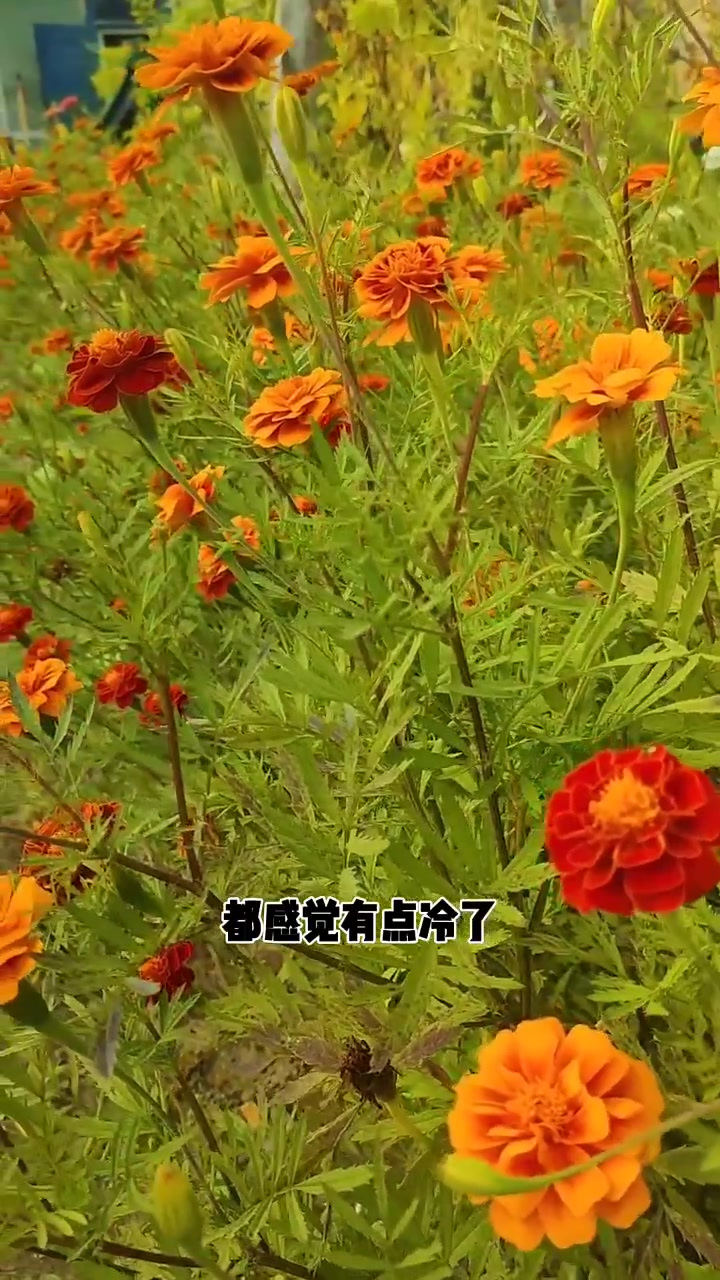 我们这儿立秋要包饺子