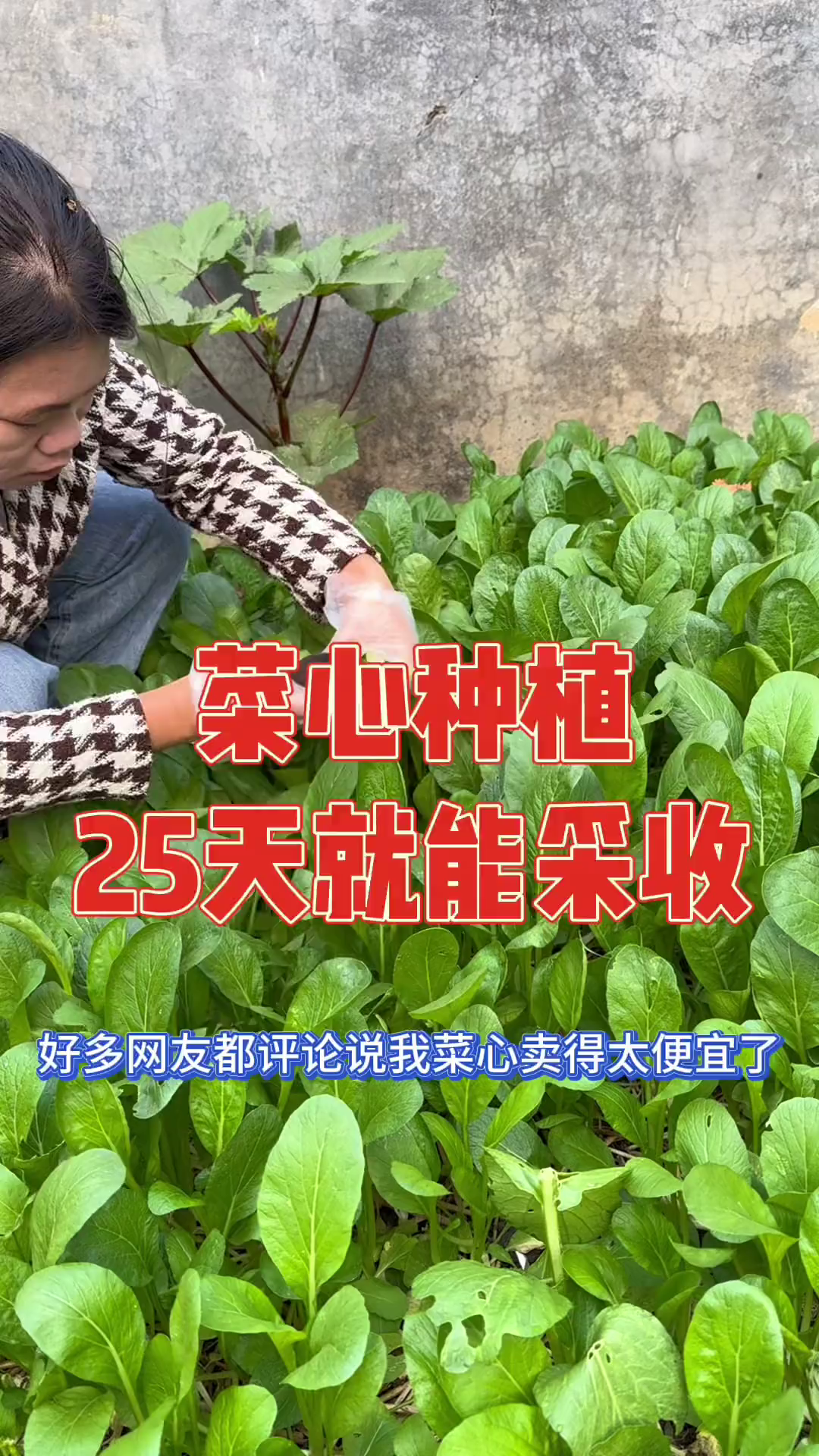 很多网友说菜心太便宜，急得我赶紧分享种植过程，好吃好种