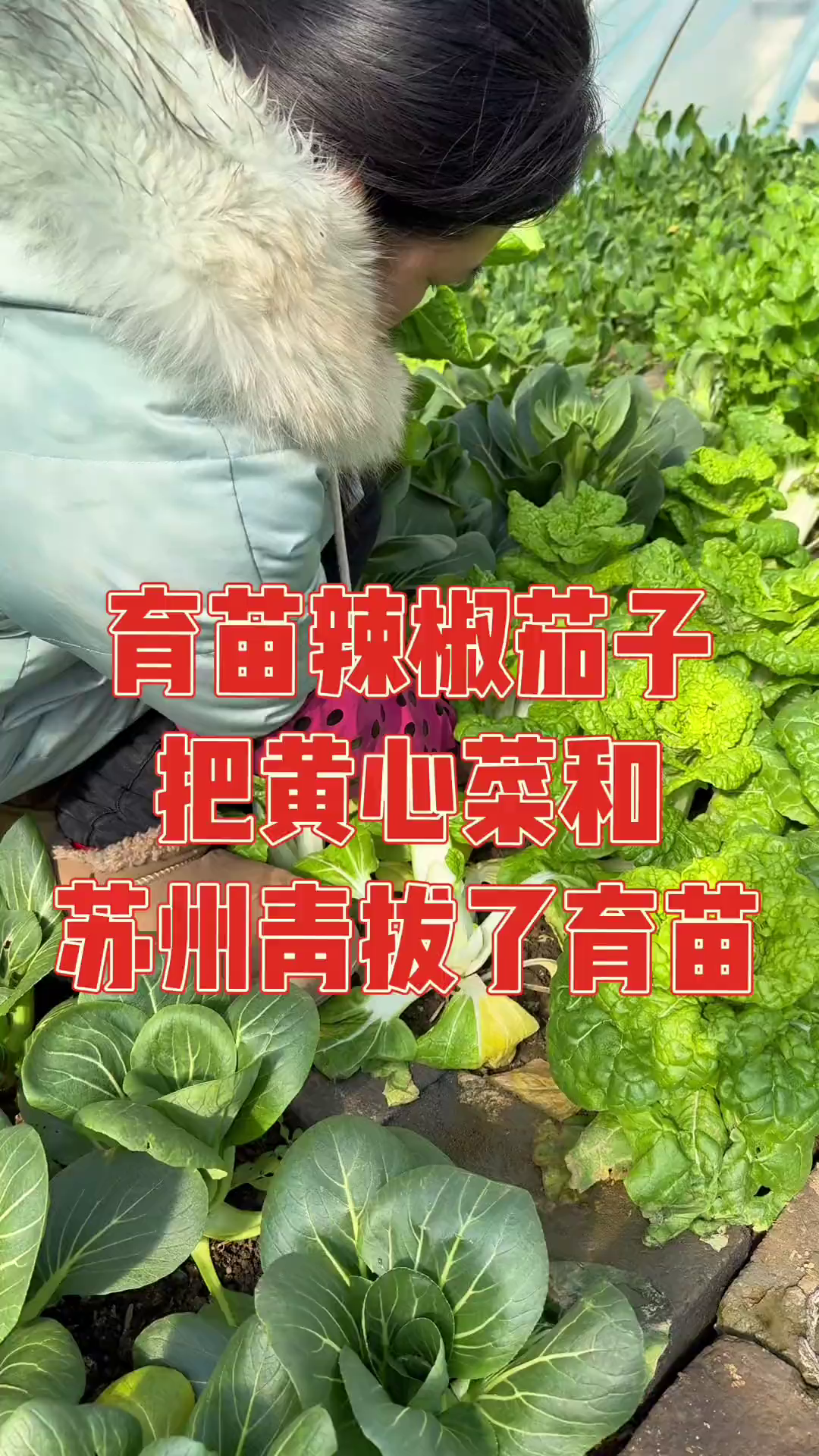 苏州青和黄心菜正是吃苔的时候