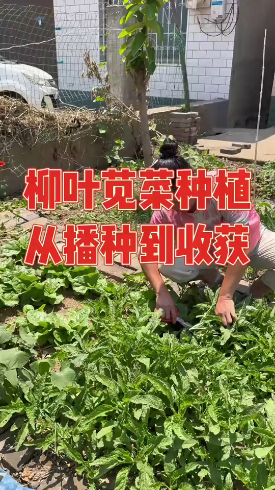 去年种了两个平方的柳叶苋菜,嫩得邻居都抢着摘