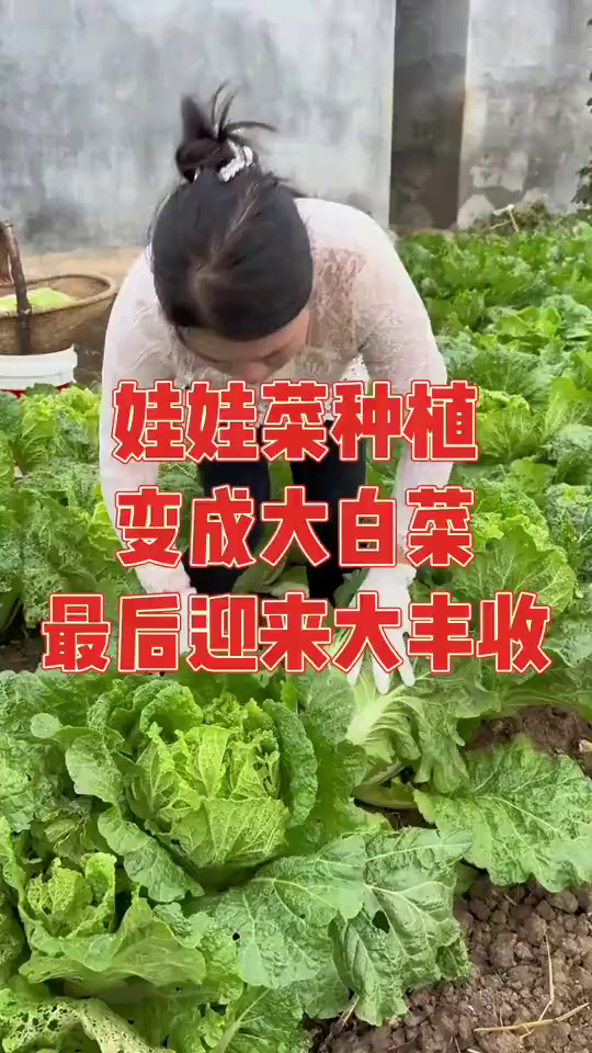 种娃娃菜却长得异常的大，眼尖的网友纷纷表示就是大白菜