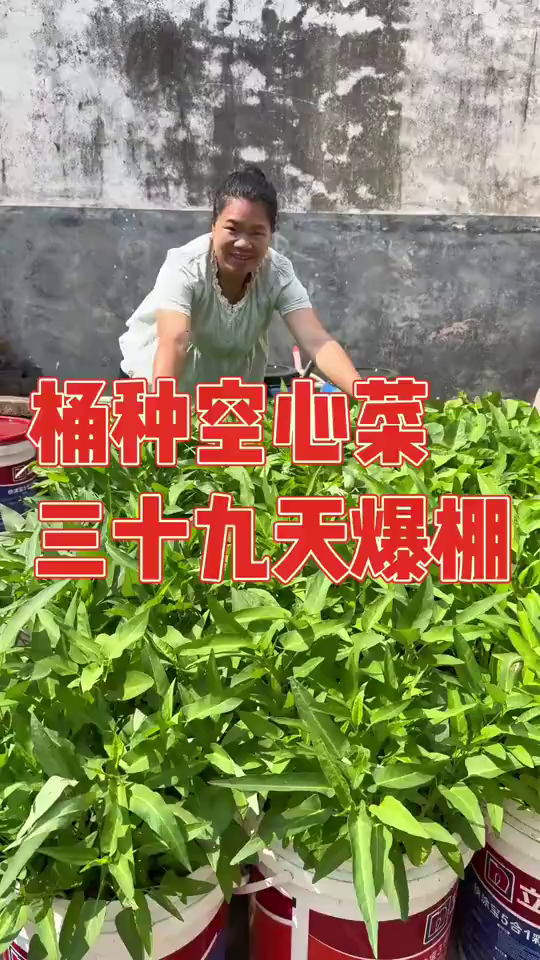 媳妇贪心用桶种了三种空心菜，一共二十桶