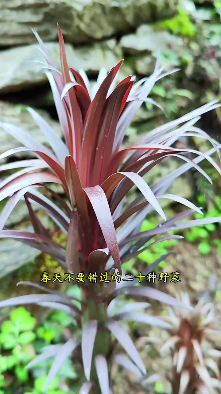春天不要错过的20种野菜