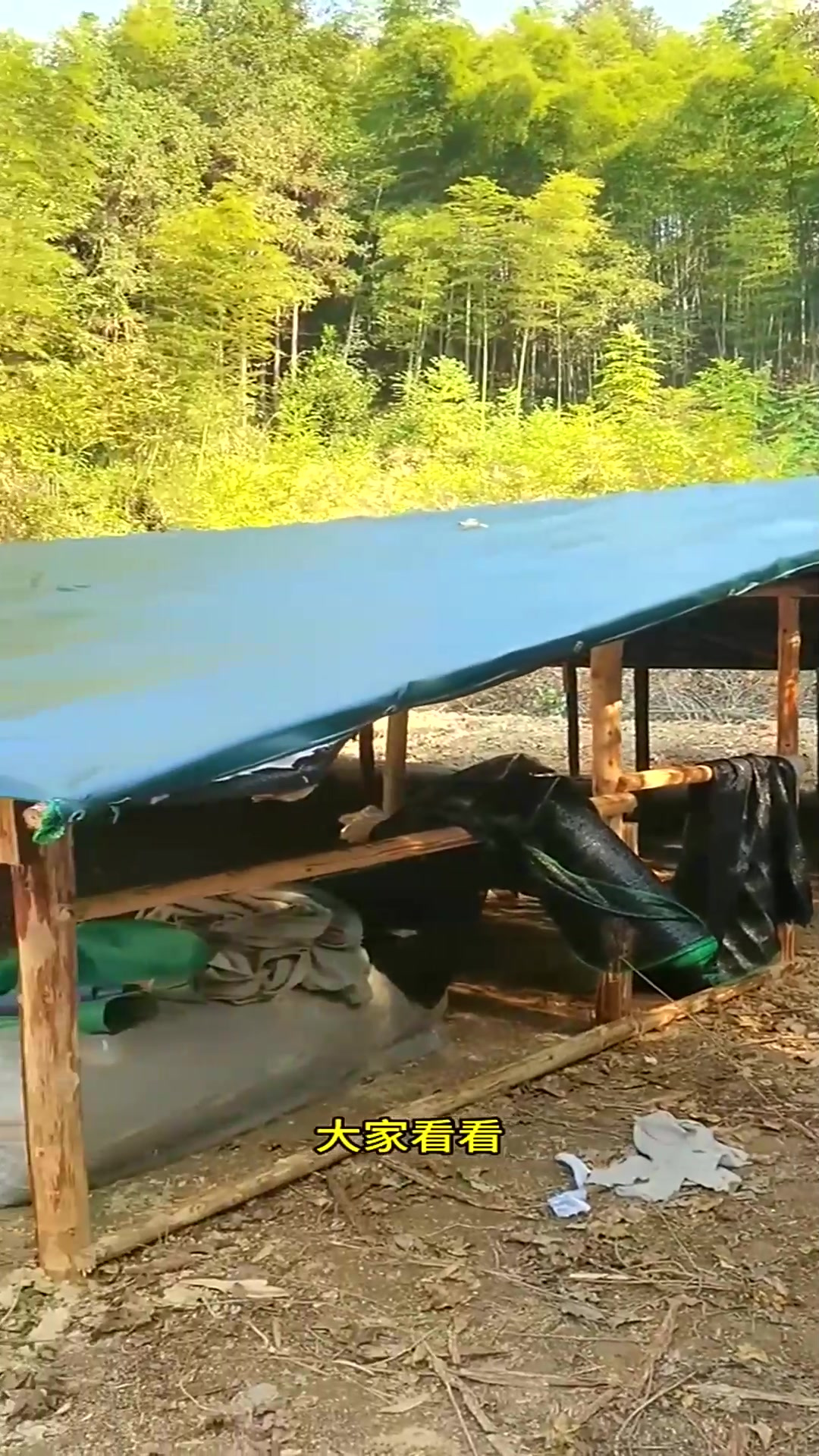 农村散养土鸡,师傅建造的地鸡棚,大家瞧瞧怎么样