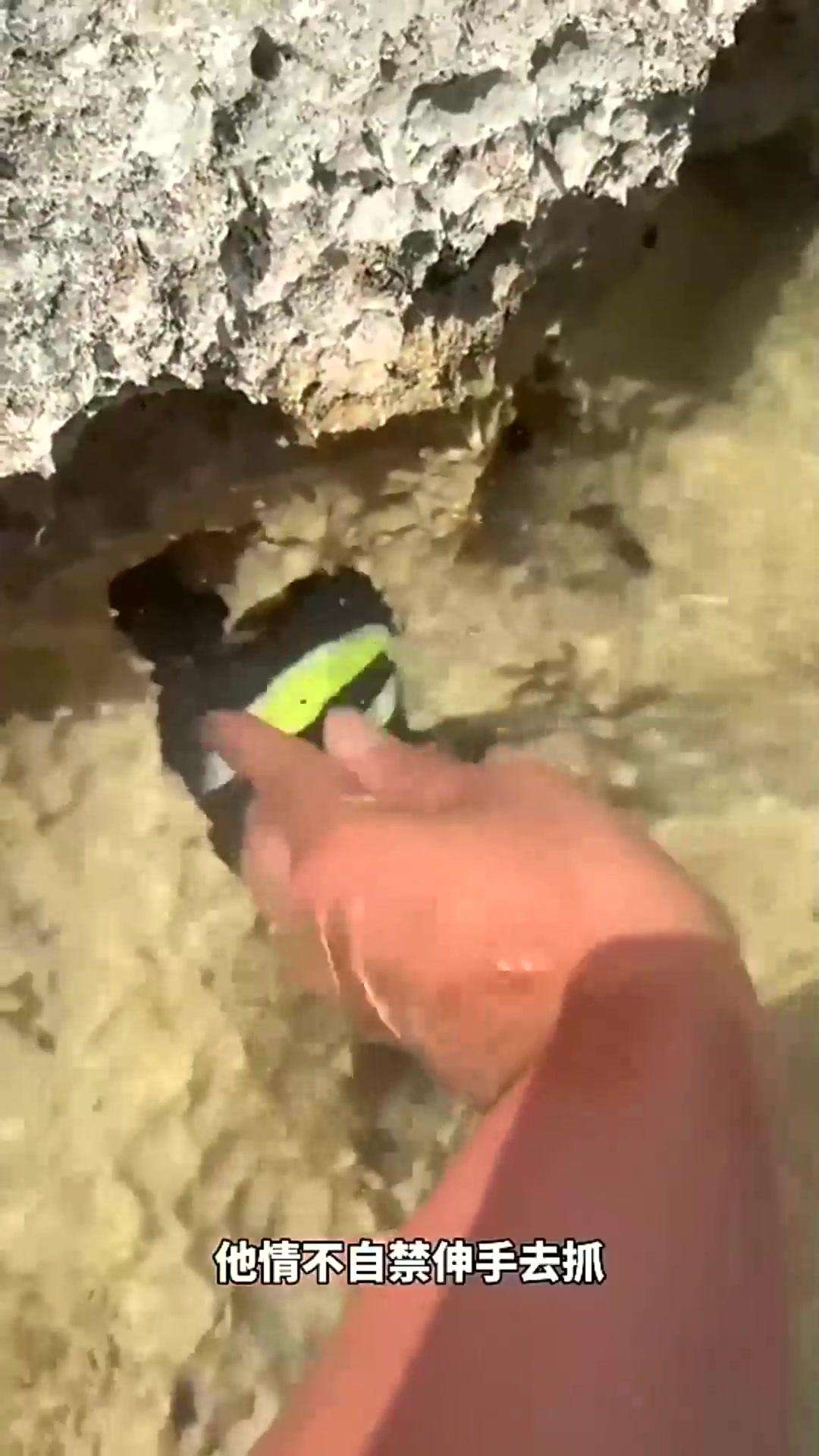 海边度假发现奇特的海鱼