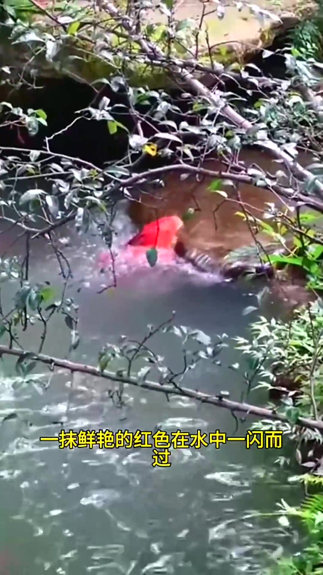 红鲤鱼跃龙门象征着吉祥