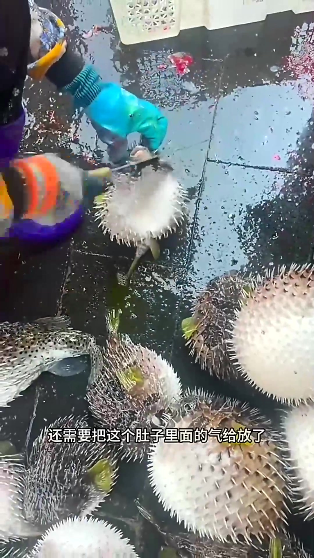 这是什么鱼，怎么肚子圆鼓鼓的啊