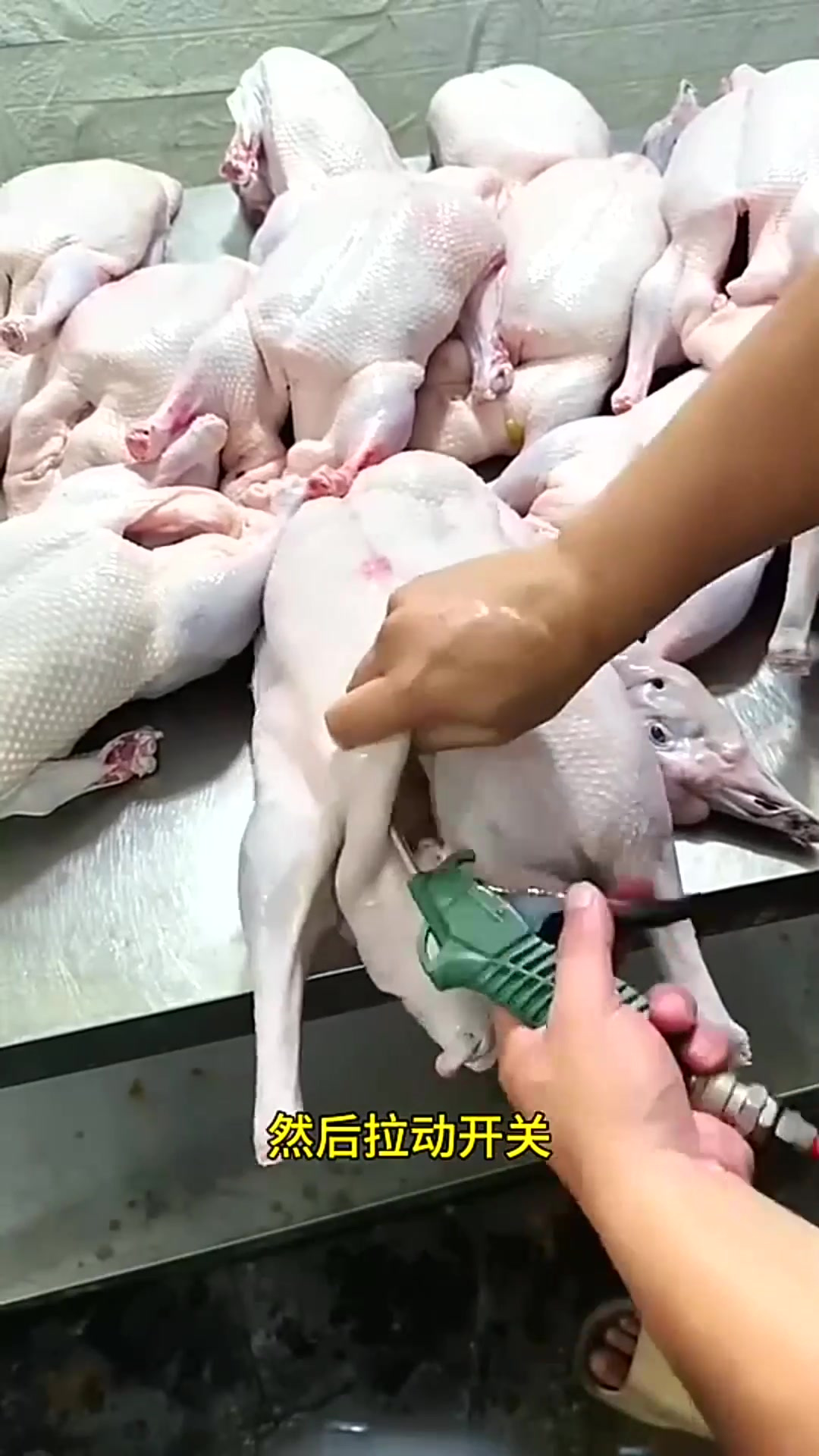 打了气的鸭子还能吃吗?
