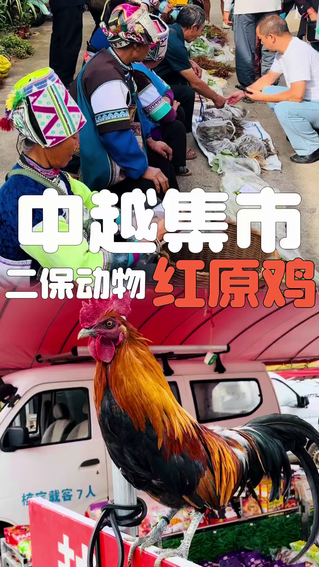 在边境集市遇到了国家二级保护动物红原鸡！找猛货还得是边境！