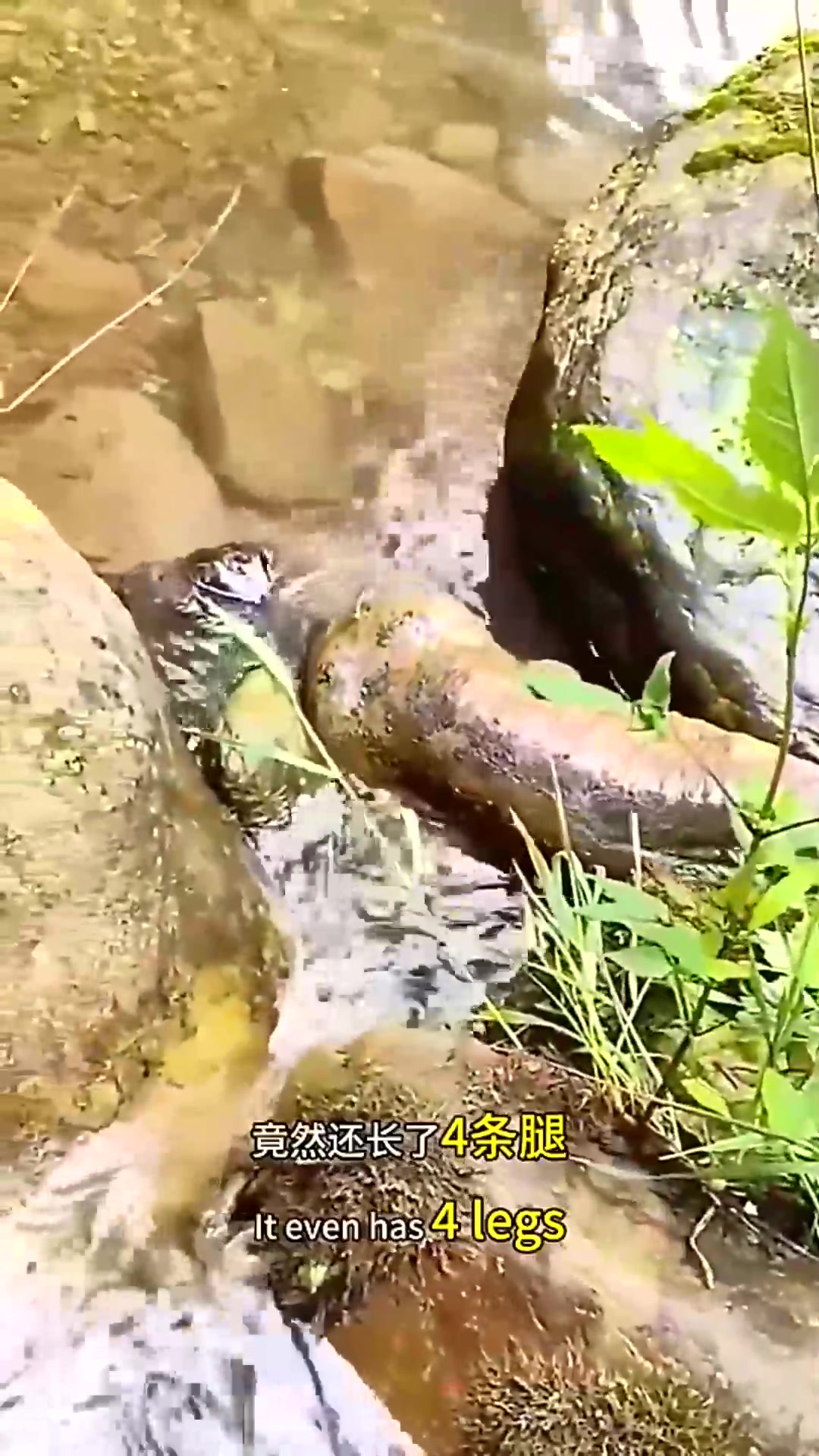 这是什么鱼,怎么还长了四条腿