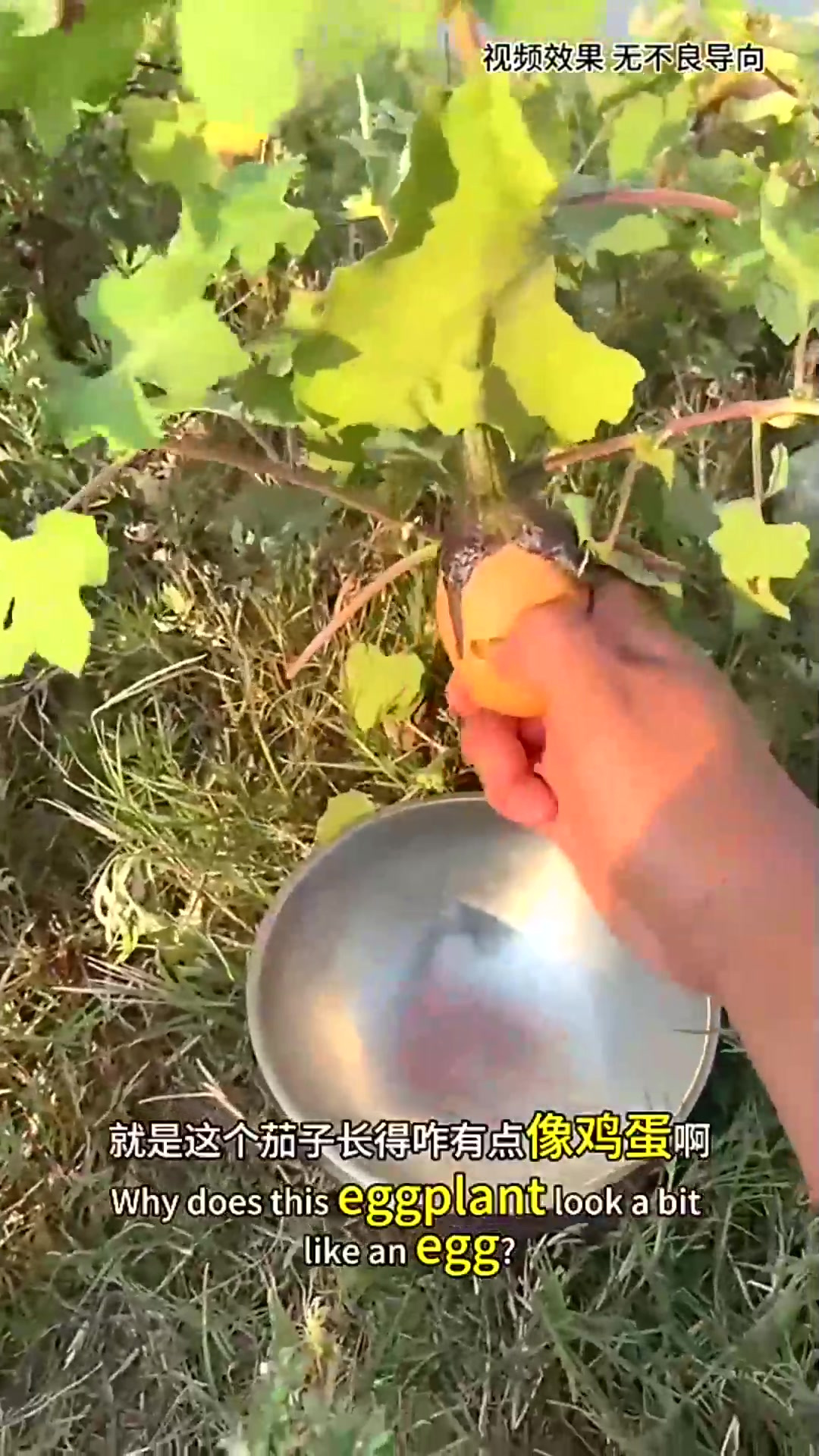 这是茄子鸡蛋吗?