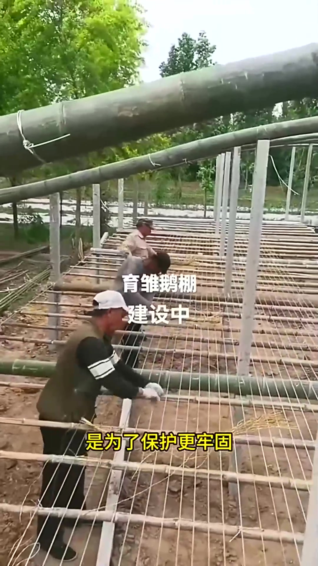 搭建育雏鹅棚,用水泥柱做支撑,保证够牢固