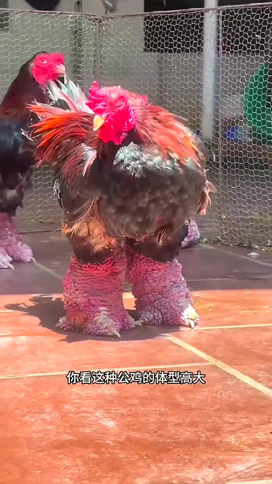 这是什么品种的鸡啊？