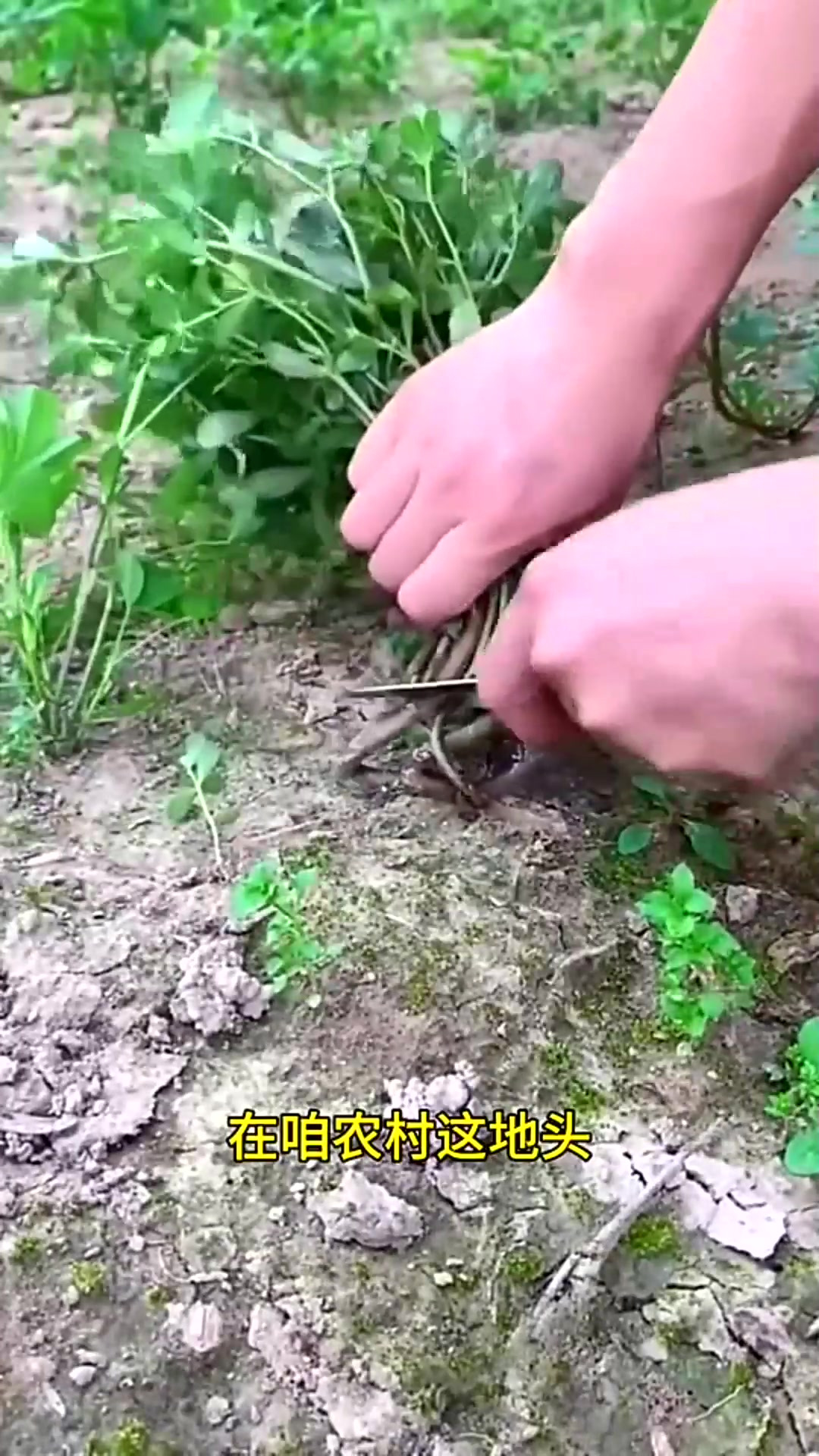 马齿菜在我们乡下凉拌起来可好吃了