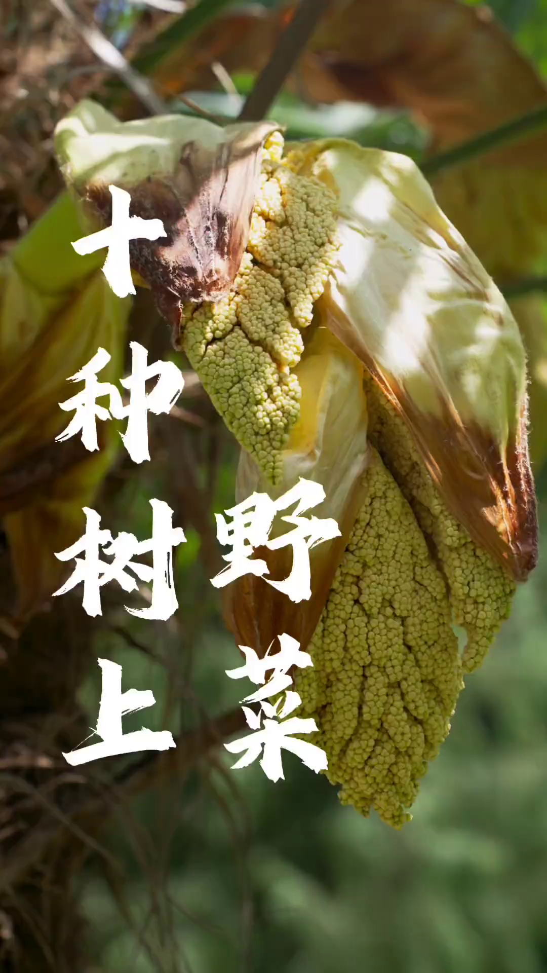 地上野菜都吃过，长在树上的野菜你吃过几种