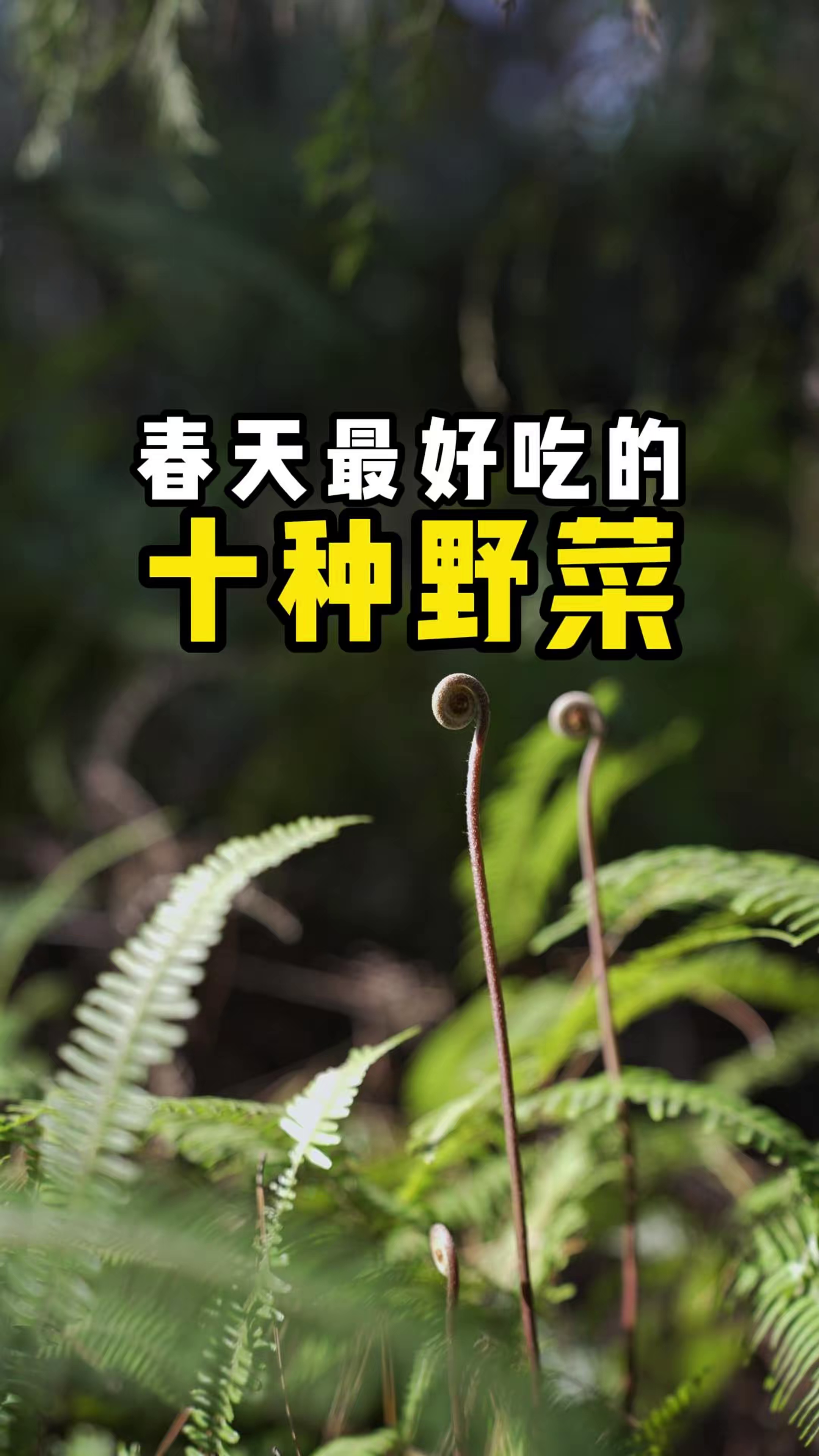 春天最好吃的十种野菜，有几种是你吃过的？