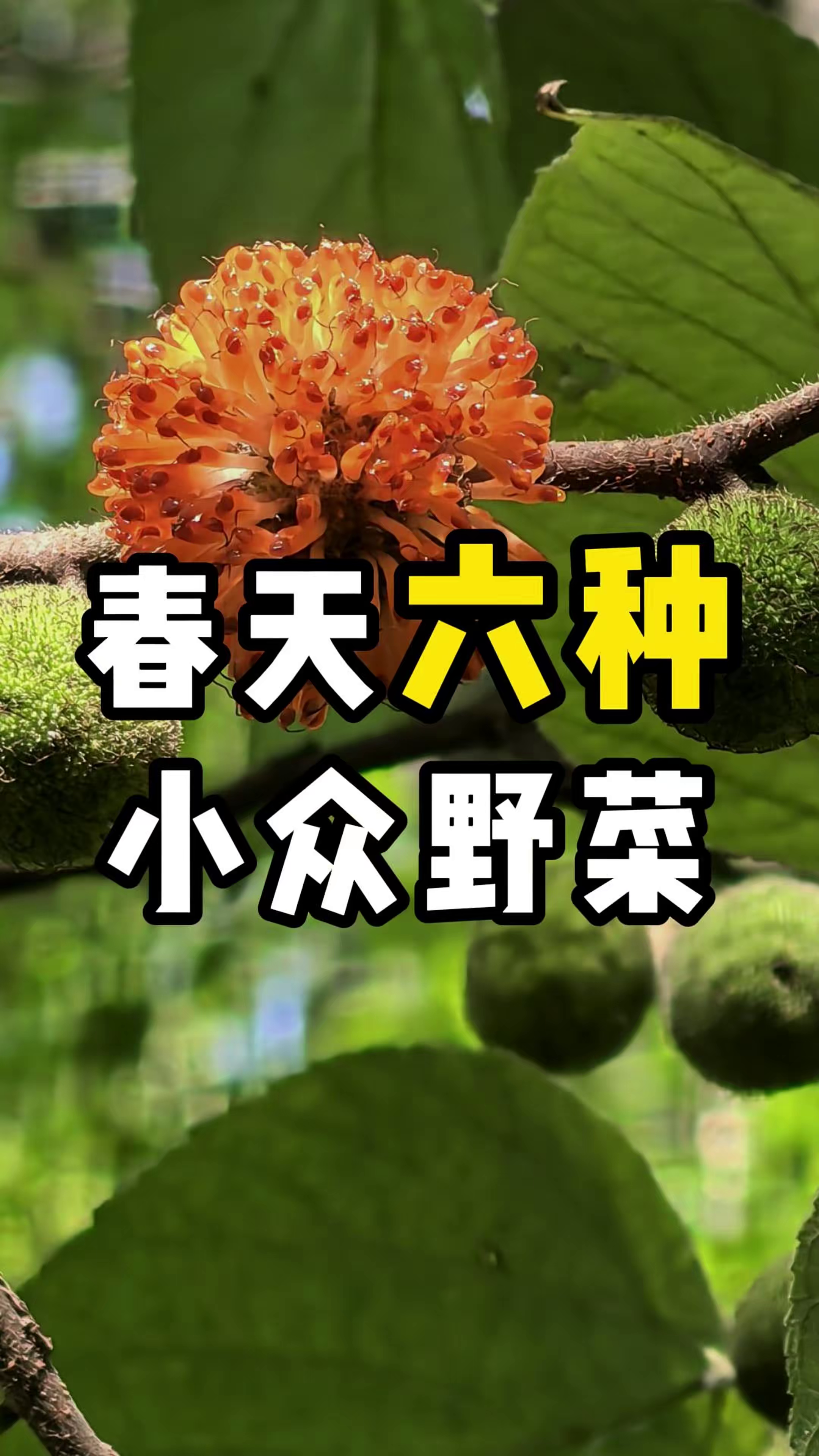 春天马上要过完了，大家赶紧打野去找找这六种小众野菜