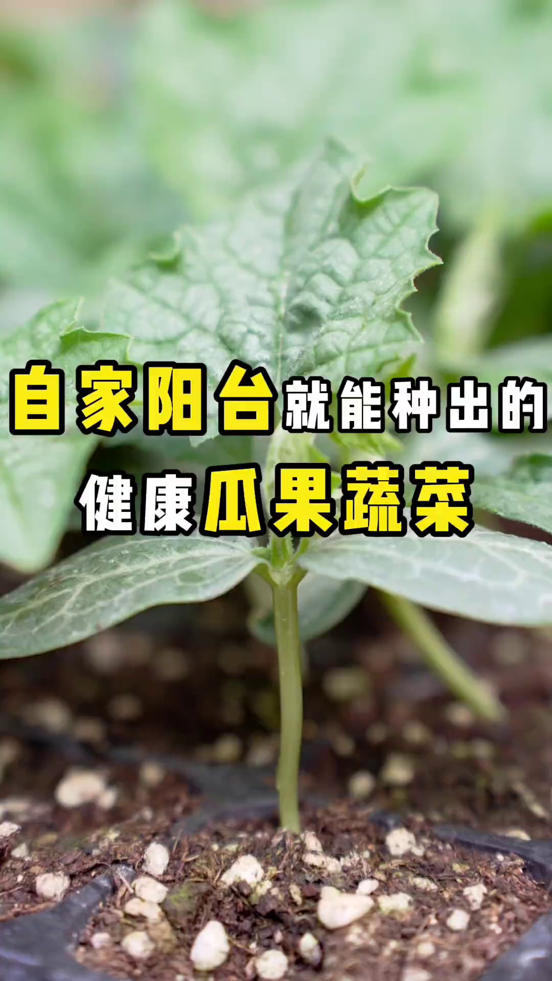 这些蔬菜幼苗，快给家里的小朋友科普一下吧