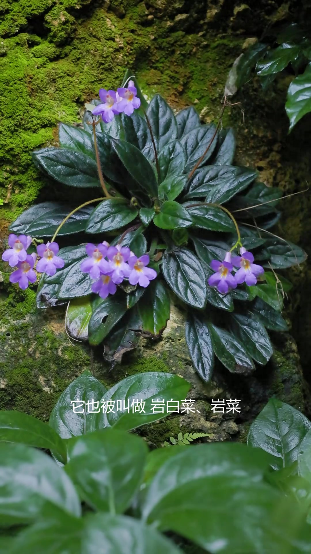 苦苣苔也被称作岩白菜，原生环境荫湿，是一种天选的室内花卉。