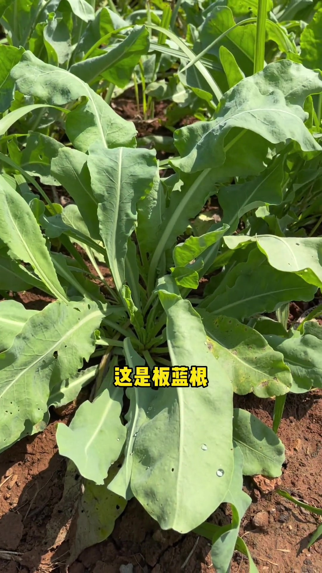 24种植物是我们儿时常见的植物，现如今甚至叫名字都叫不上来
