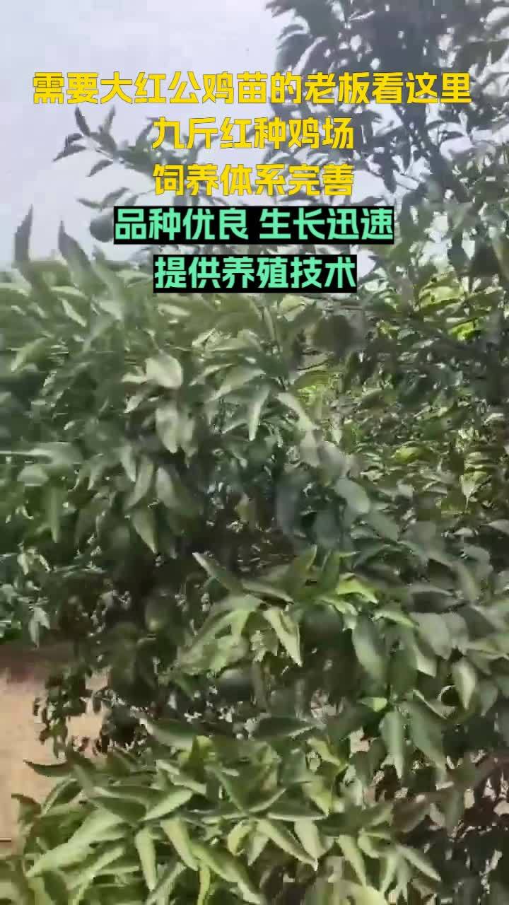 培育健康鸡苗,传承专业养殖技术,九斤红种鸡场一直在努力。山西九斤红鸡苗 重庆红鸡苗 天津九