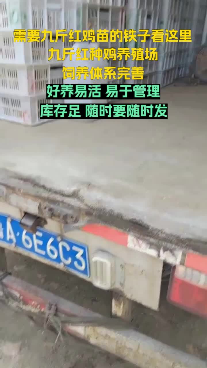 我们繁育大红公鸡苗、380鸡苗等多种品种,品质卓越。浙江380鸡苗 吉林九斤红鸡苗 山东九