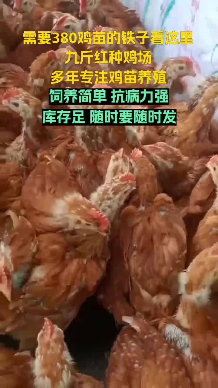 济宁市兖州区的九斤红种鸡场,红玉鸡苗养殖经验丰富,值得信赖。新疆大红公鸡苗 山西红鸡苗 宁