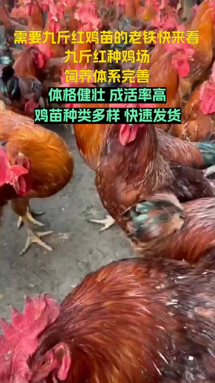 走进济宁市兖州区九斤红种鸡场,感受红玉鸡苗的勃勃生机。云南九斤红鸡苗 甘肃九斤红鸡苗 河北