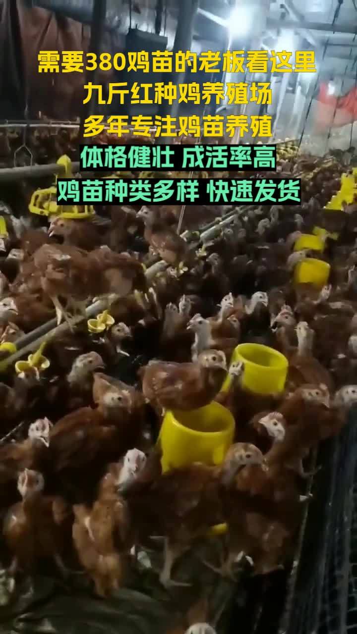 走进济宁市兖州区九斤红种鸡场,领略红玉鸡苗的专业养殖之道。黑龙江九斤红鸡苗 云南红玉鸡苗 