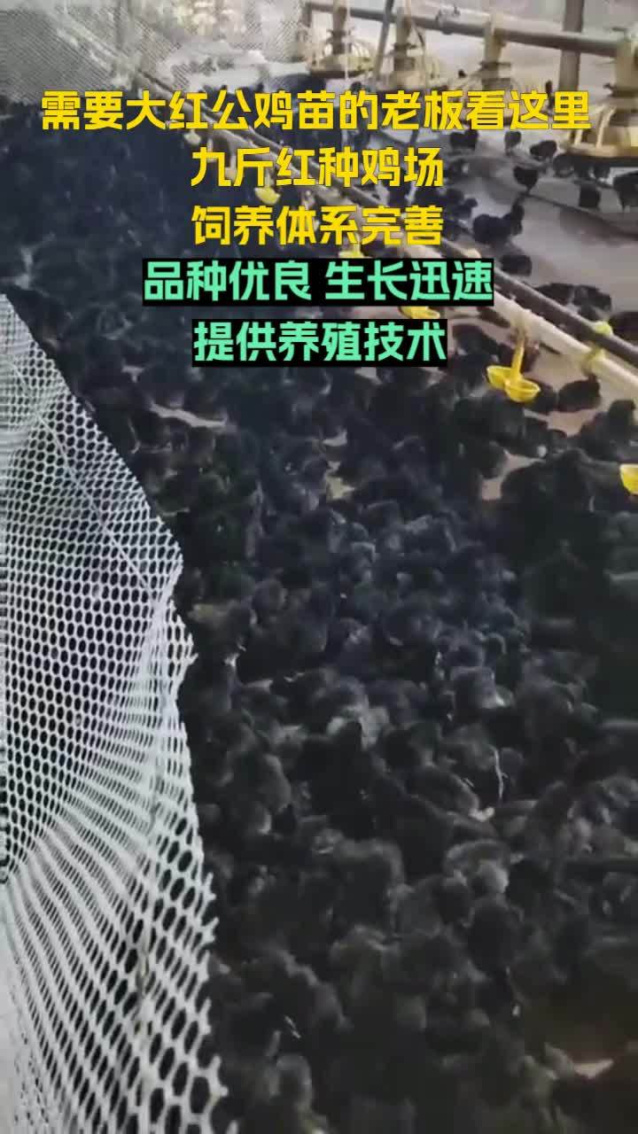 从育苗到成鸡,每一个环节都精益求精,九斤红种鸡场,为您打造优质家禽产业链。湖北红玉鸡苗 湖