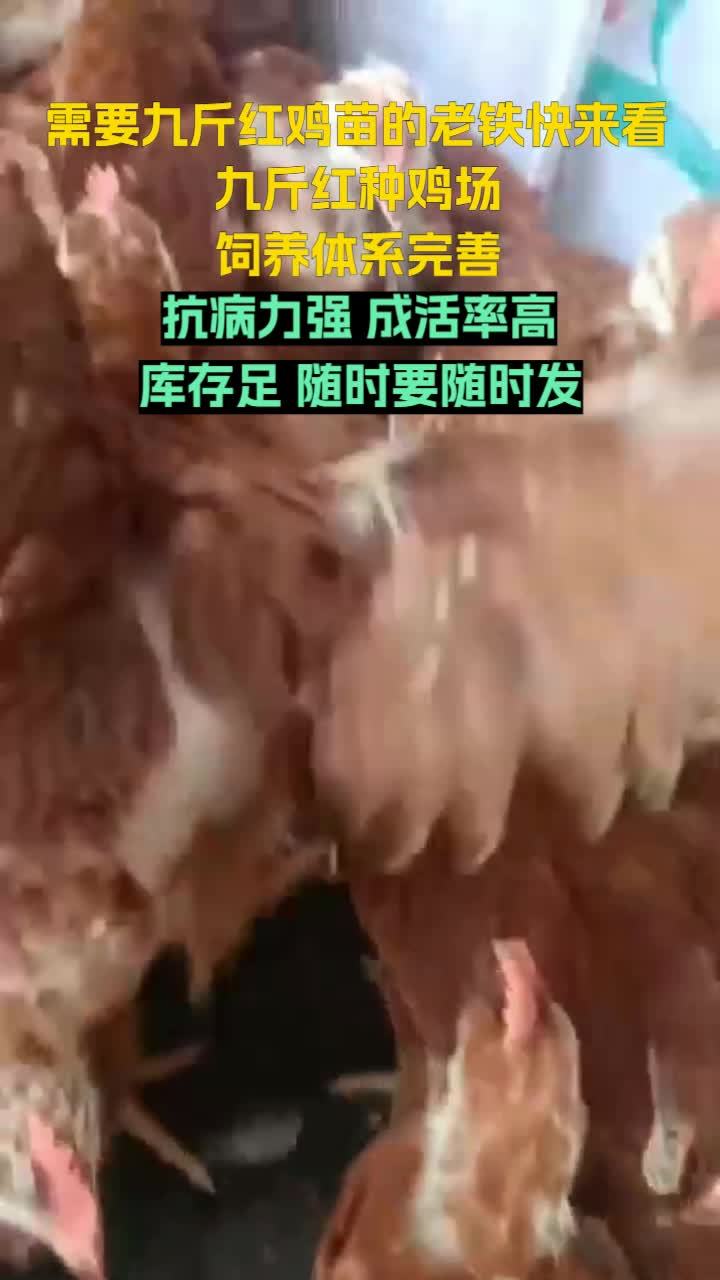 专业养殖,专注品质,九斤红种鸡场致力于红玉鸡苗的繁育事业。天津红鸡苗 山东九斤红鸡苗 甘肃