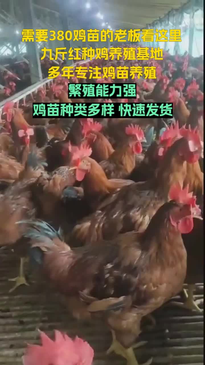 九斤红种鸡场:专业养殖红玉鸡苗,让您的养殖事业更加稳健发展。上海九斤红鸡苗 北京380鸡苗