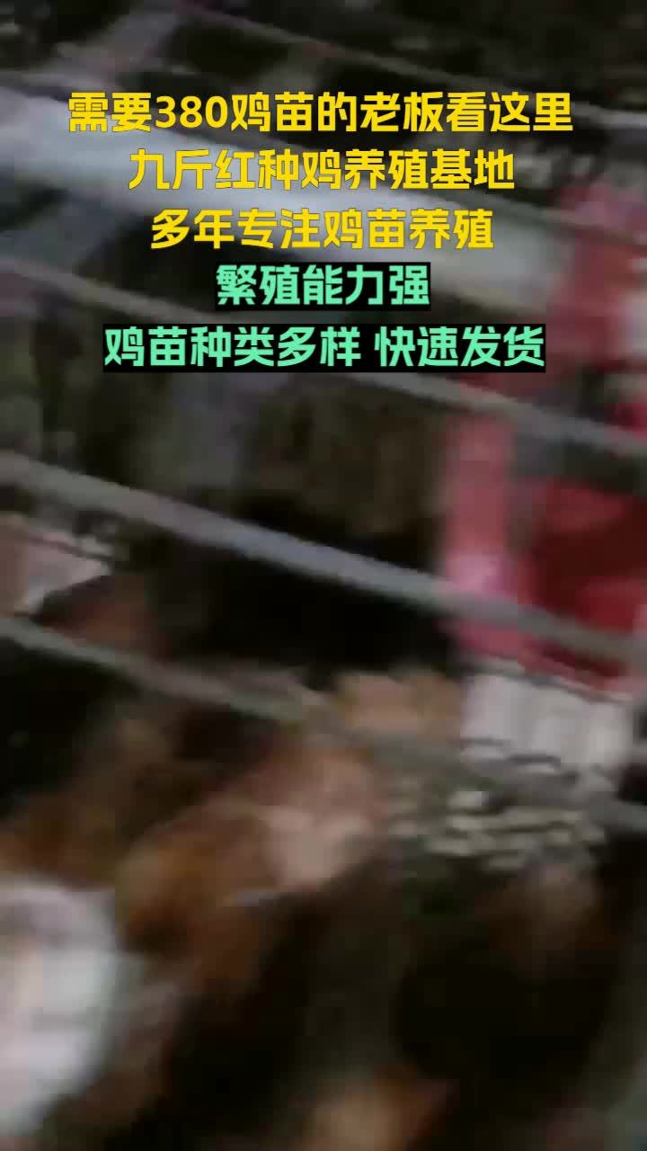济宁市兖州九斤红种鸡场,专业养殖红玉鸡苗,服务广大养殖户。江西380鸡苗 陕西红玉鸡苗 内