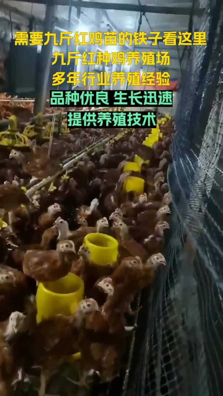 我们的鸡苗健康活泼,适应性强,是养殖户的信赖之选。黑龙江九斤红鸡苗 浙江红玉鸡苗 青海38