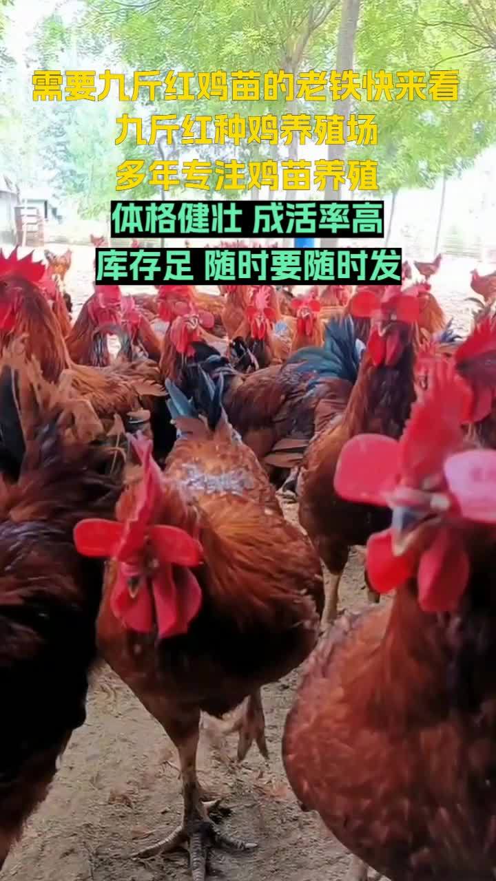 探寻红玉鸡苗的源头,济宁市兖州区九斤红种鸡场等你发现。天津红鸡苗 吉林大红公鸡苗 黑龙江红