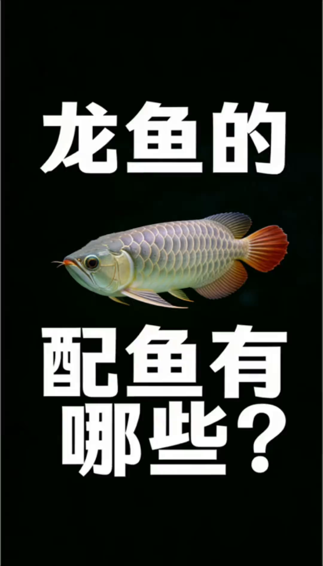 龙鱼的经典配鱼有哪些？