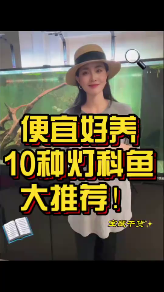 便宜好养的10种灯科鱼大推荐!