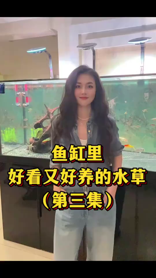 鱼缸里好看又好养的水草!