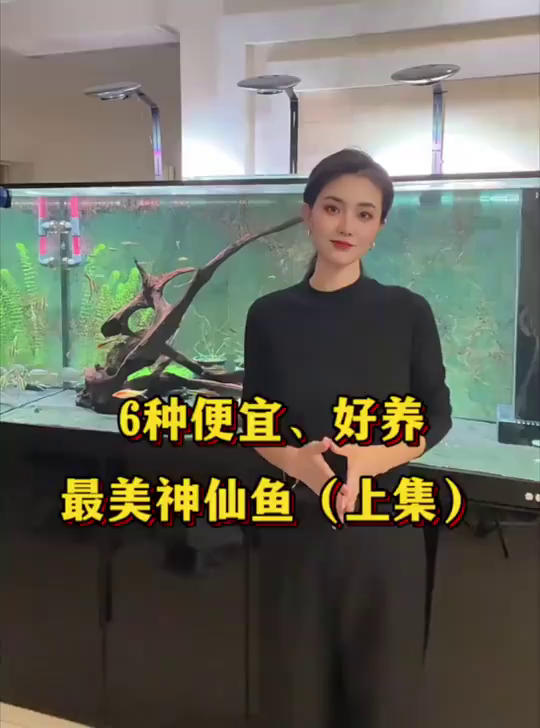 好看好养便宜的神仙鱼上