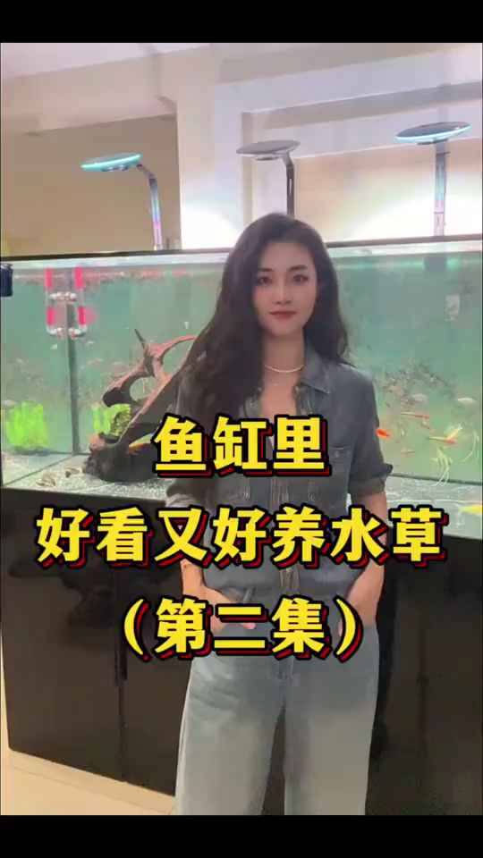 鱼缸里好看又好养的水草！