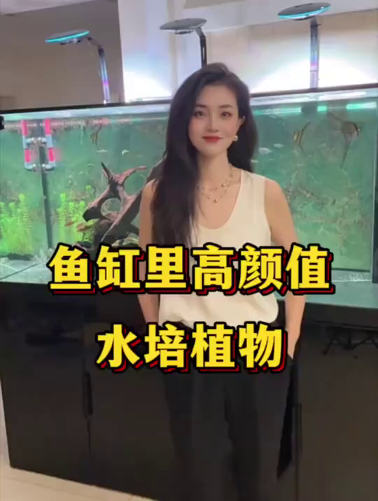 鱼缸里高颜值水培植物!