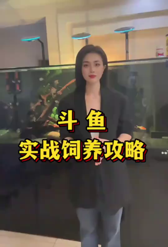 斗鱼怎么养?斗鱼饲养实战攻略