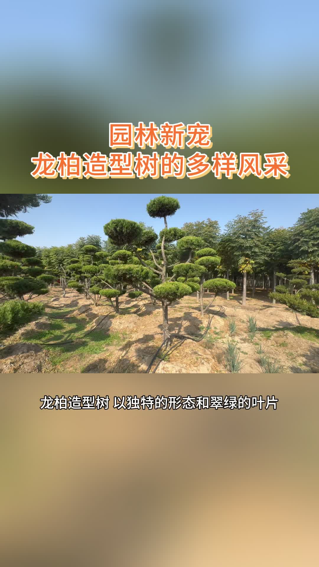 庭院美化必备:龙柏造型树 龙柏造型树 庭院绿化树 苗木 庭院造型树