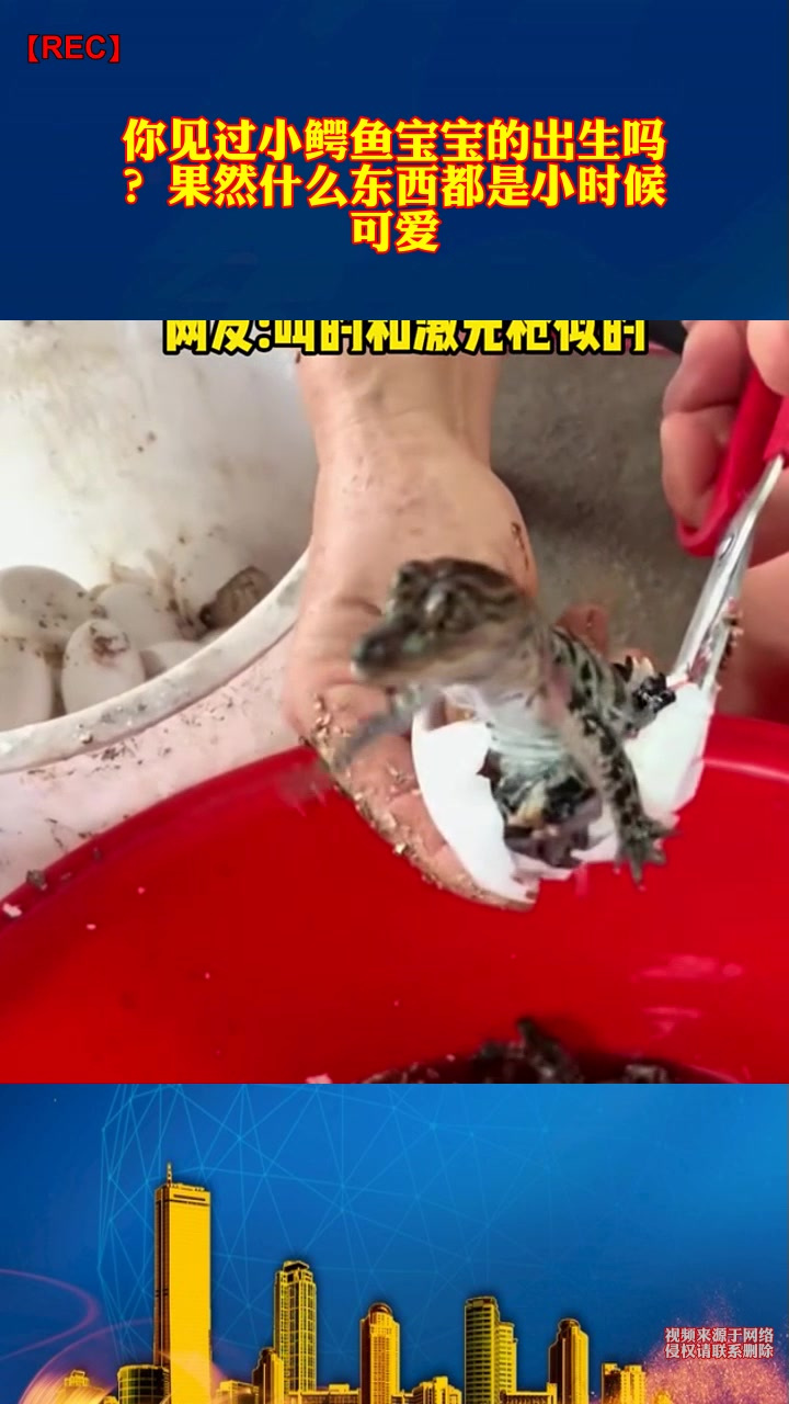 你见过小鳄鱼宝宝的出生吗?果然什么东西都是小时候可爱