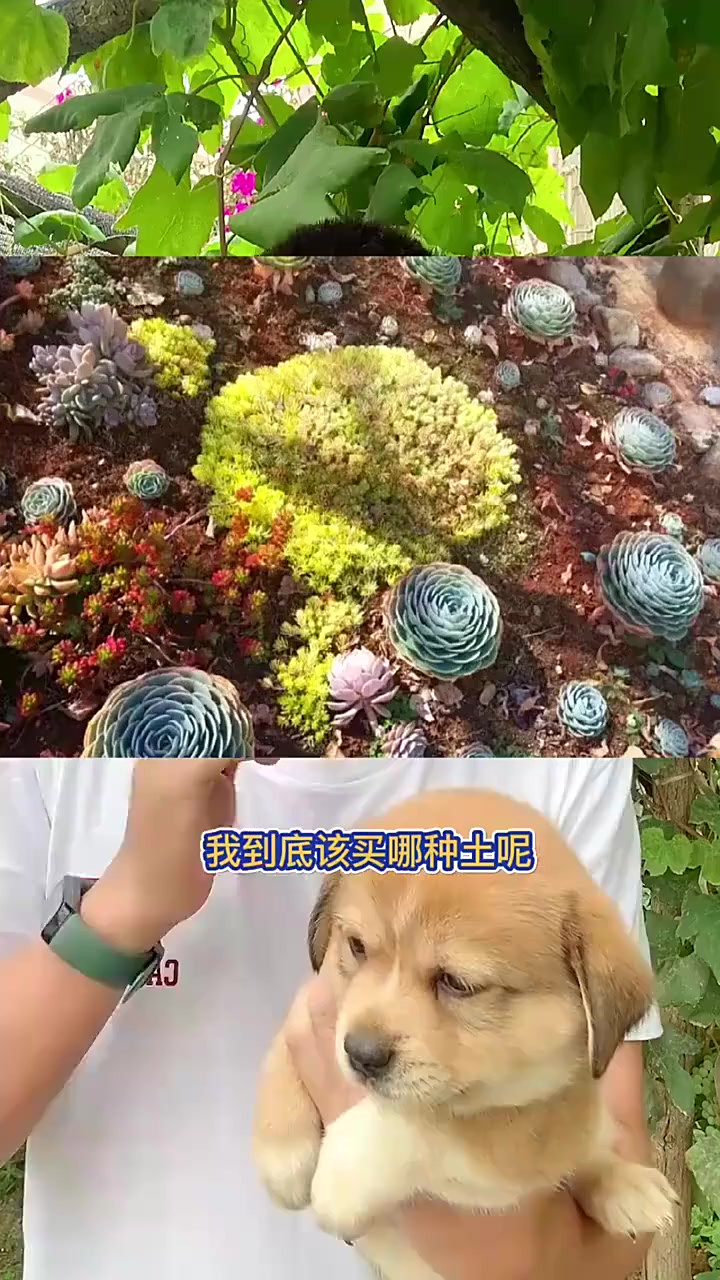 多肉用土基础解惑,旺财请假,胖妞顶班多肉植物养护小常识
